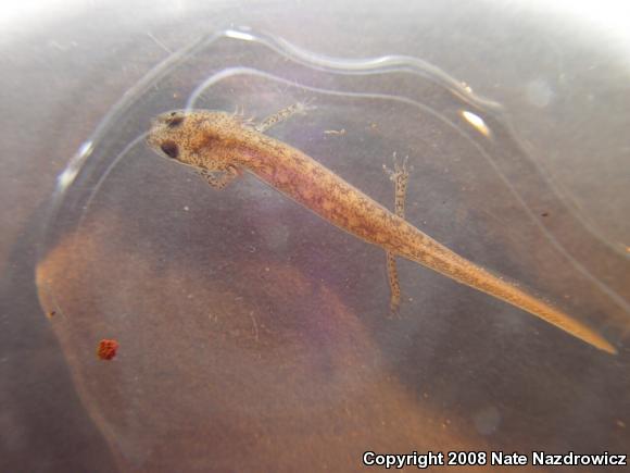 Northern Two-lined Salamander (Eurycea bislineata)