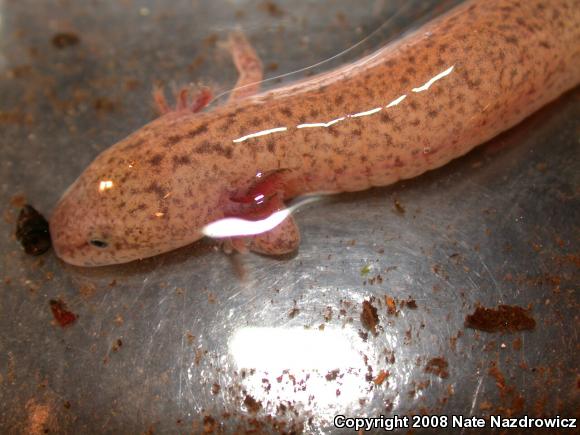 Northern Red Salamander (Pseudotriton ruber ruber)