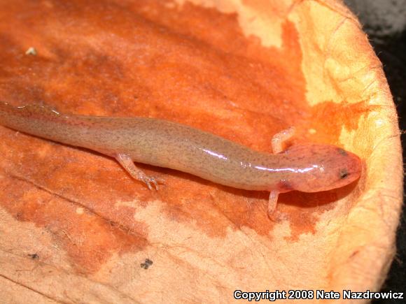 Northern Red Salamander (Pseudotriton ruber ruber)