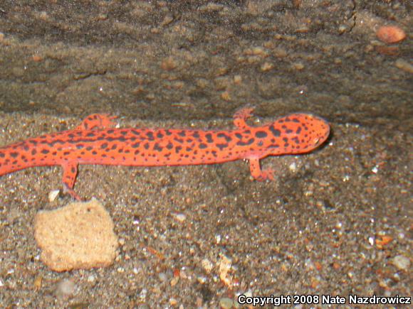 Northern Red Salamander (Pseudotriton ruber ruber)