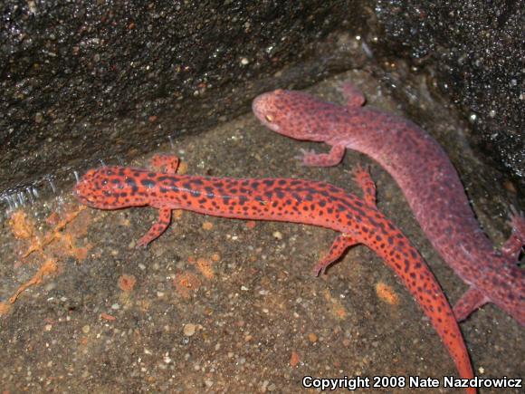 Northern Red Salamander (Pseudotriton ruber ruber)