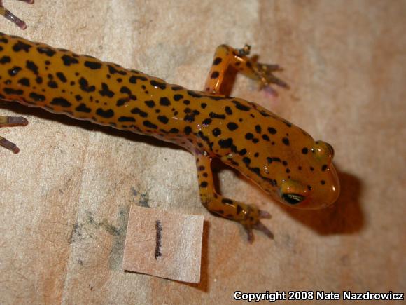 Long-tailed Salamander (Eurycea longicauda longicauda)