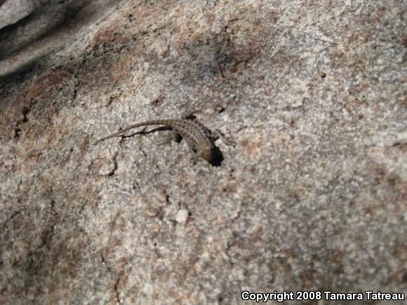 Common Side-blotched Lizard (Uta stansburiana)