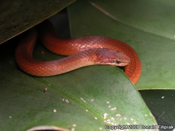 Pine Woods Littersnake (Rhadinaea flavilata)