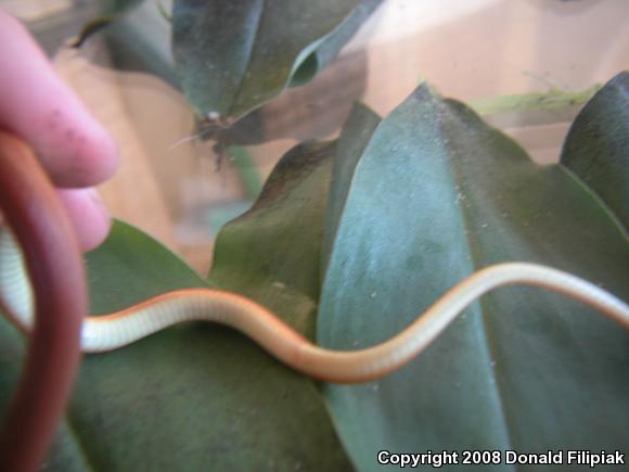 Pine Woods Littersnake (Rhadinaea flavilata)