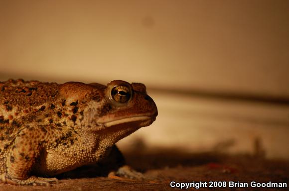 Eastern American Toad (Anaxyrus americanus americanus)