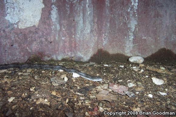 Black Ratsnake (Pantherophis obsoletus obsoletus)