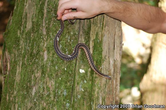 Eastern Gartersnake (Thamnophis sirtalis sirtalis)