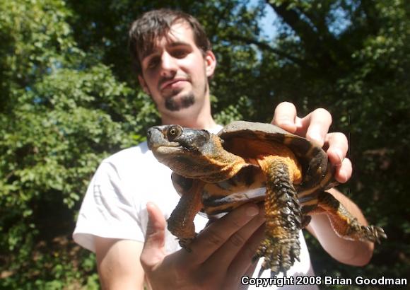 Wood Turtle (Glyptemys insculpta)