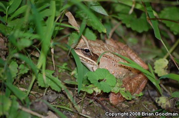 Wood Frog (Lithobates sylvaticus)