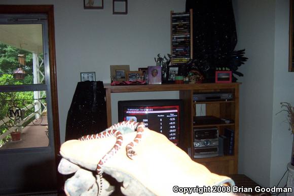 Eastern Milksnake (Lampropeltis triangulum triangulum)