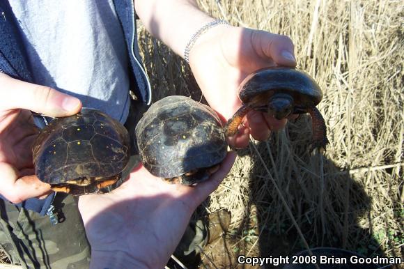 Spotted Turtle (Clemmys guttata)