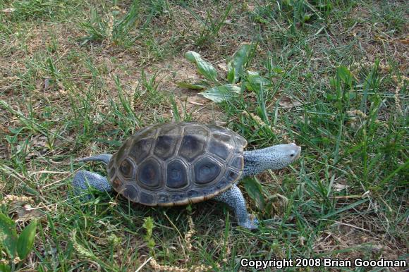 Northern Diamond-backed Terrapin (Malaclemys terrapin terrapin)