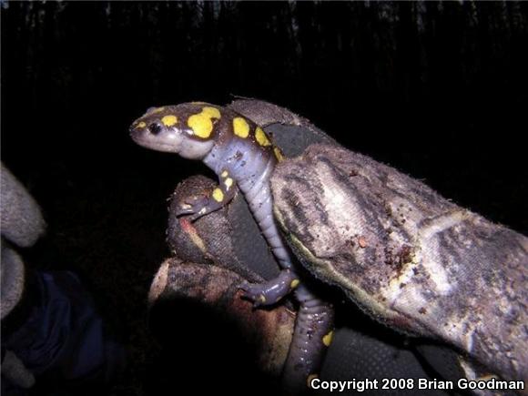 Spotted Salamander (Ambystoma maculatum)