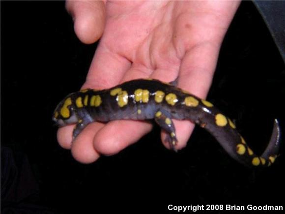 Spotted Salamander (Ambystoma maculatum)