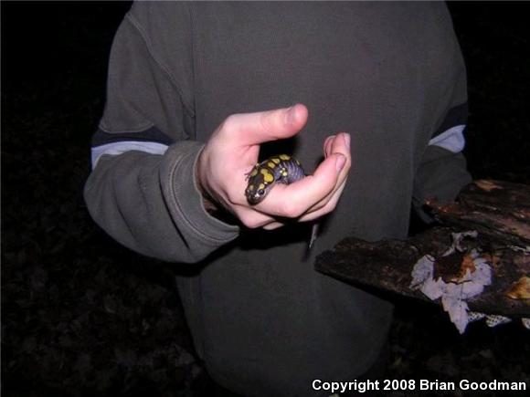 Spotted Salamander (Ambystoma maculatum)