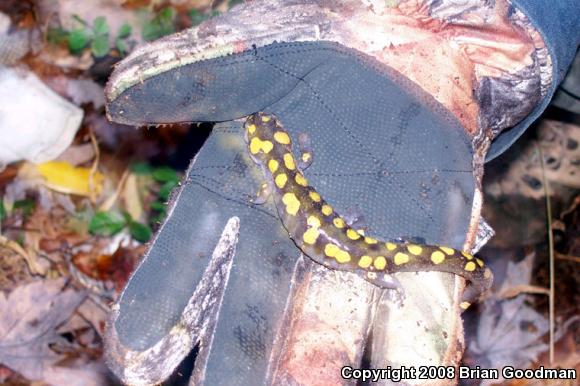 Spotted Salamander (Ambystoma maculatum)