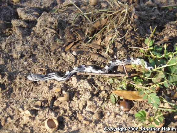 Gray Ratsnake (Pantherophis obsoletus spiloides)