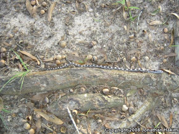 Gray Ratsnake (Pantherophis obsoletus spiloides)