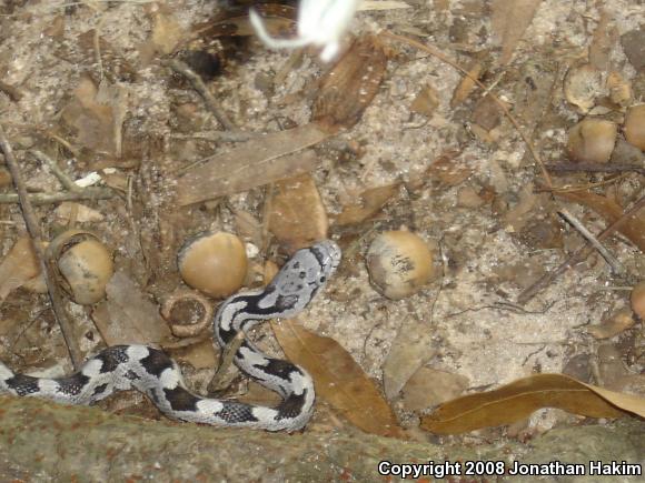 Gray Ratsnake (Pantherophis obsoletus spiloides)