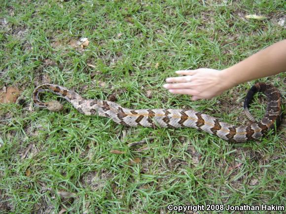 Timber Rattlesnake (Crotalus horridus)