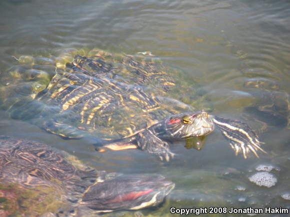 Red-eared Slider (Trachemys scripta elegans)