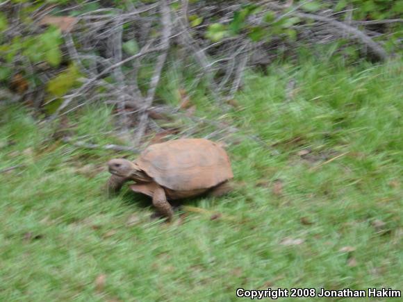 Gopher Tortoise (Gopherus polyphemus)