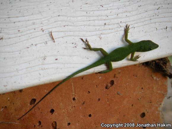 Green Anole (Anolis carolinensis)