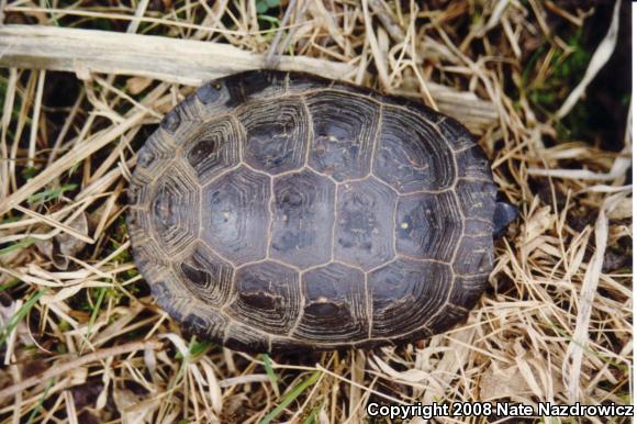 Spotted Turtle (Clemmys guttata)