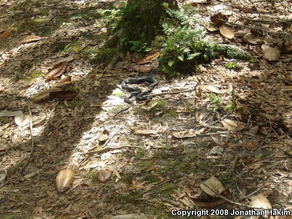 Southern Black Racer (Coluber constrictor priapus)