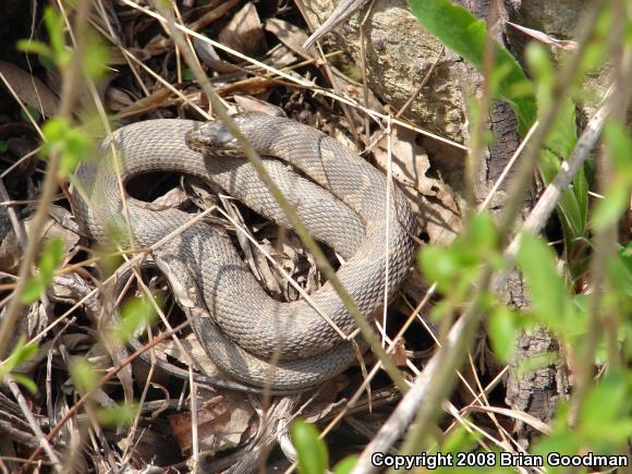 Northern Watersnake (Nerodia sipedon sipedon)