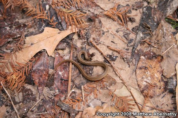 Texas Brownsnake (Storeria dekayi texana)