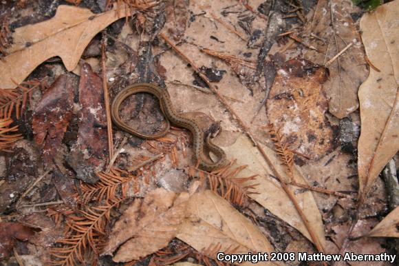 Texas Brownsnake (Storeria dekayi texana)