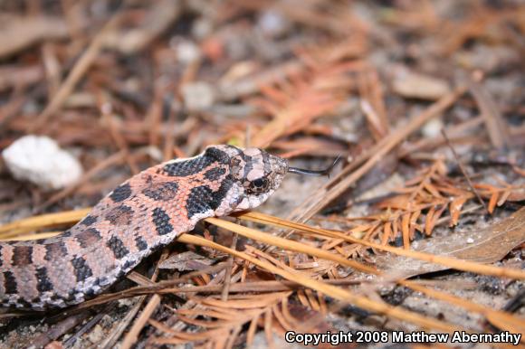 Eastern Hog-nosed Snake (Heterodon platirhinos)