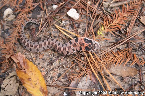 Eastern Hog-nosed Snake (Heterodon platirhinos)