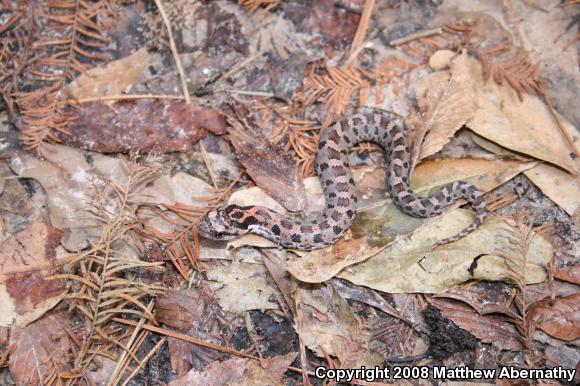 Eastern Hog-nosed Snake (Heterodon platirhinos)