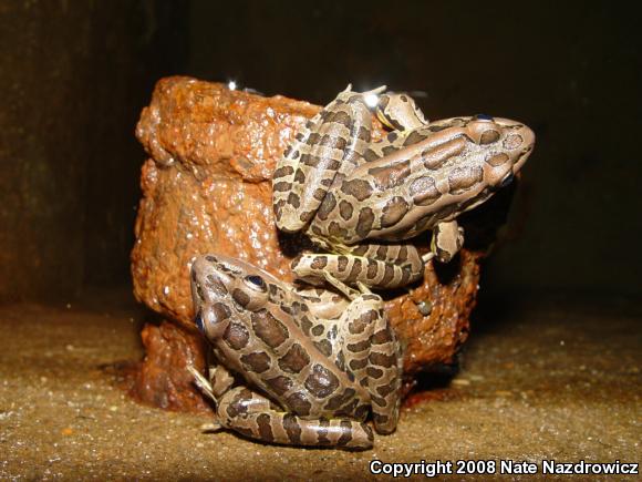 Pickerel Frog (Lithobates palustris)