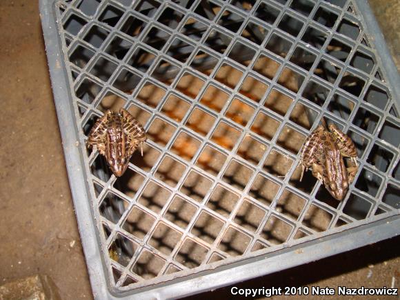 Pickerel Frog (Lithobates palustris)