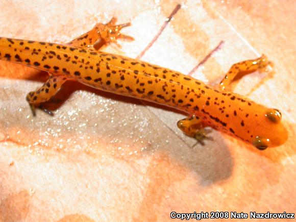 Long-tailed Salamander (Eurycea longicauda longicauda)