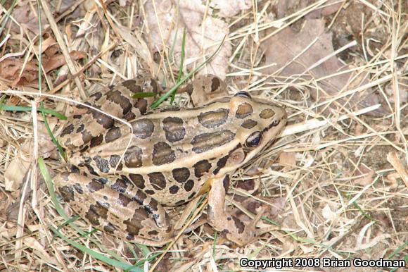 Pickerel Frog (Lithobates palustris)