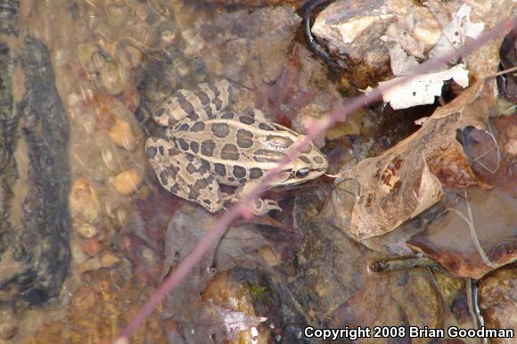 Pickerel Frog (Lithobates palustris)