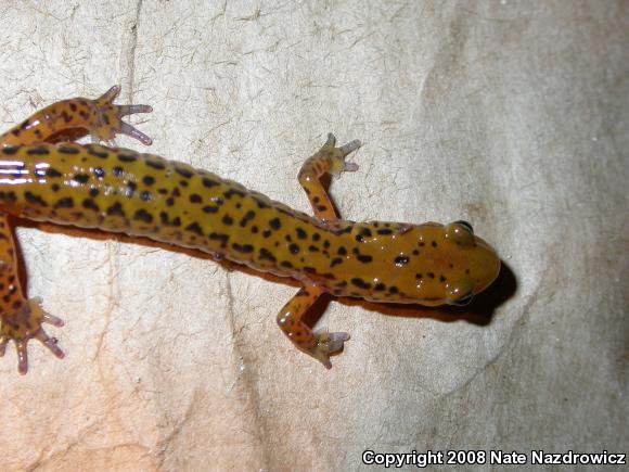 Long-tailed Salamander (Eurycea longicauda longicauda)