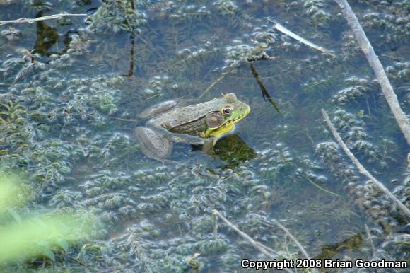 Northern Green Frog (Lithobates clamitans melanota)