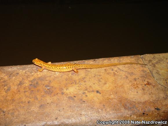 Long-tailed Salamander (Eurycea longicauda longicauda)