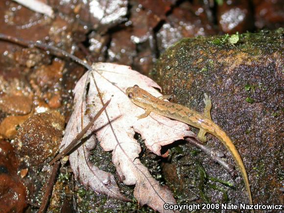 Northern Dusky Salamander (Desmognathus fuscus)