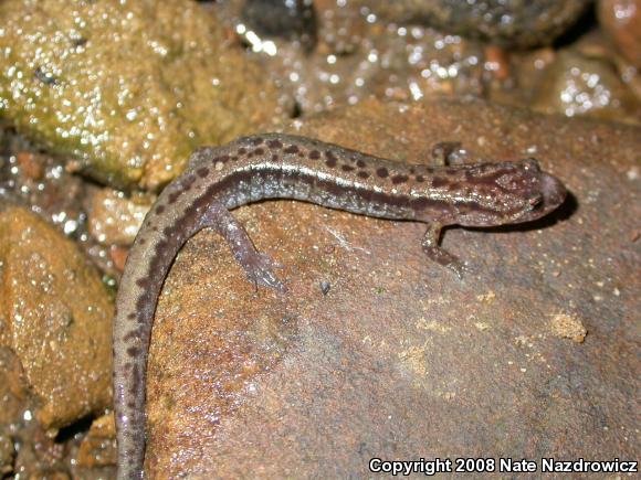 Allegheny Mountain Dusky Salamander (Desmognathus ochrophaeus)