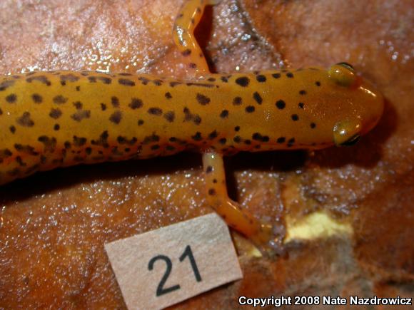 Long-tailed Salamander (Eurycea longicauda longicauda)