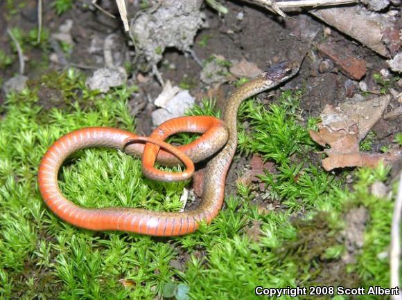 Northern Red-bellied Snake (Storeria occipitomaculata occipitomaculata)