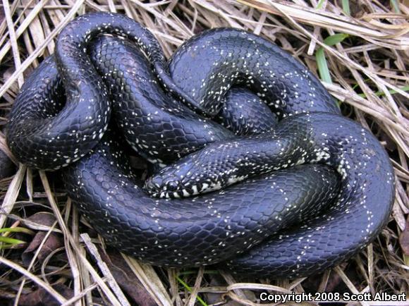 Black Kingsnake (Lampropeltis getula nigra)