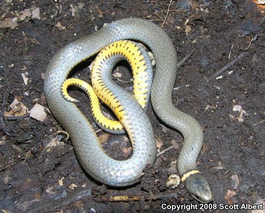 Northern Ring-necked Snake (Diadophis punctatus edwardsii)